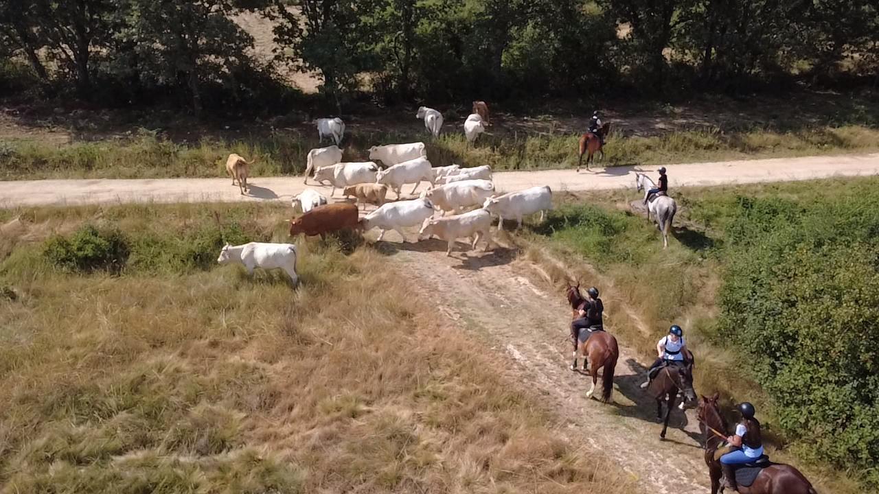 Cepillado y cuidado del caballo