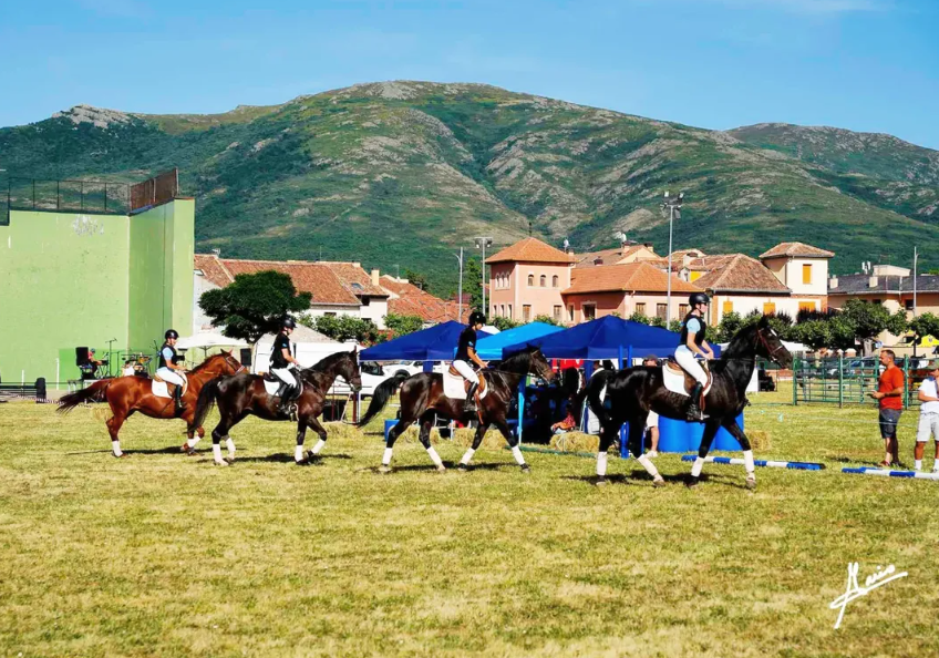 Trabajo de doma clásica con un caballo en la pista