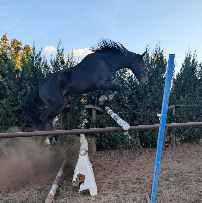 Potro criado en Yeguada Riaza en el prado