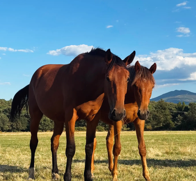 Caballo iniciado en doma listo para su nuevo jinete