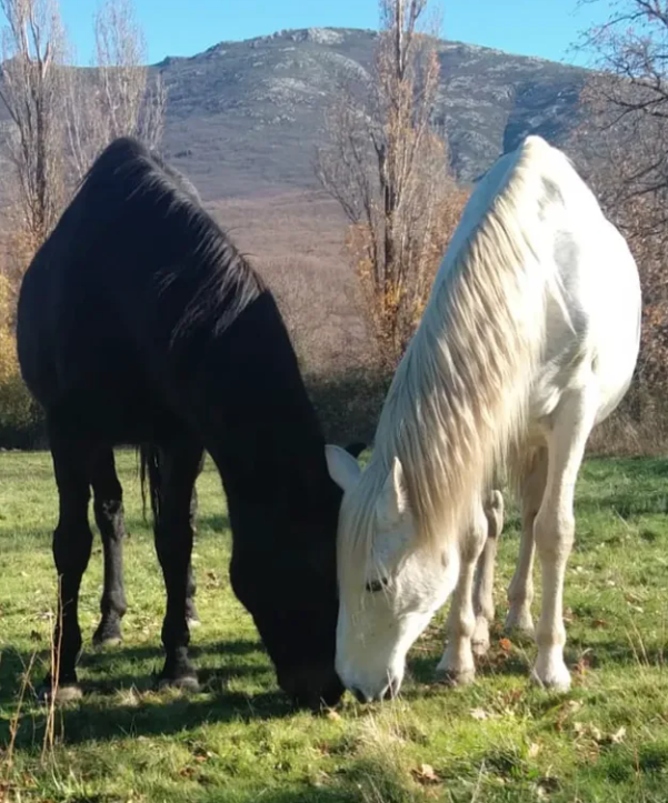 Manada de caballos viviendo en el prado